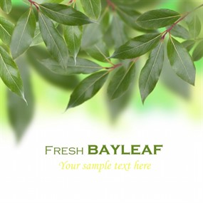 小清新绿叶背景图片